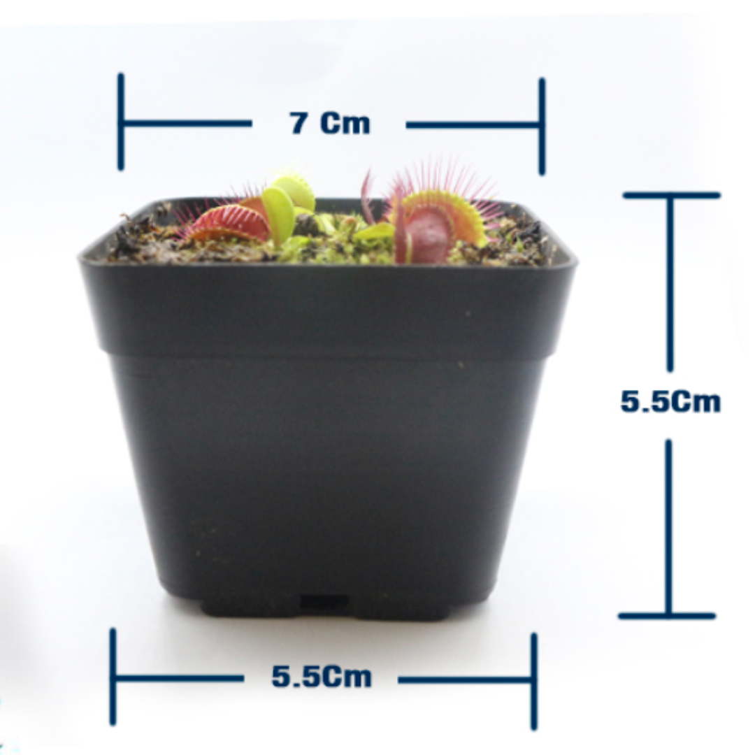 PLANTA VENUS CARNÍVORA - TAMAÑO MATERA: P5 Cuadrada 5x5cm Planta Pequeña, TIPO DE PLANTA: Venus Verde Típica